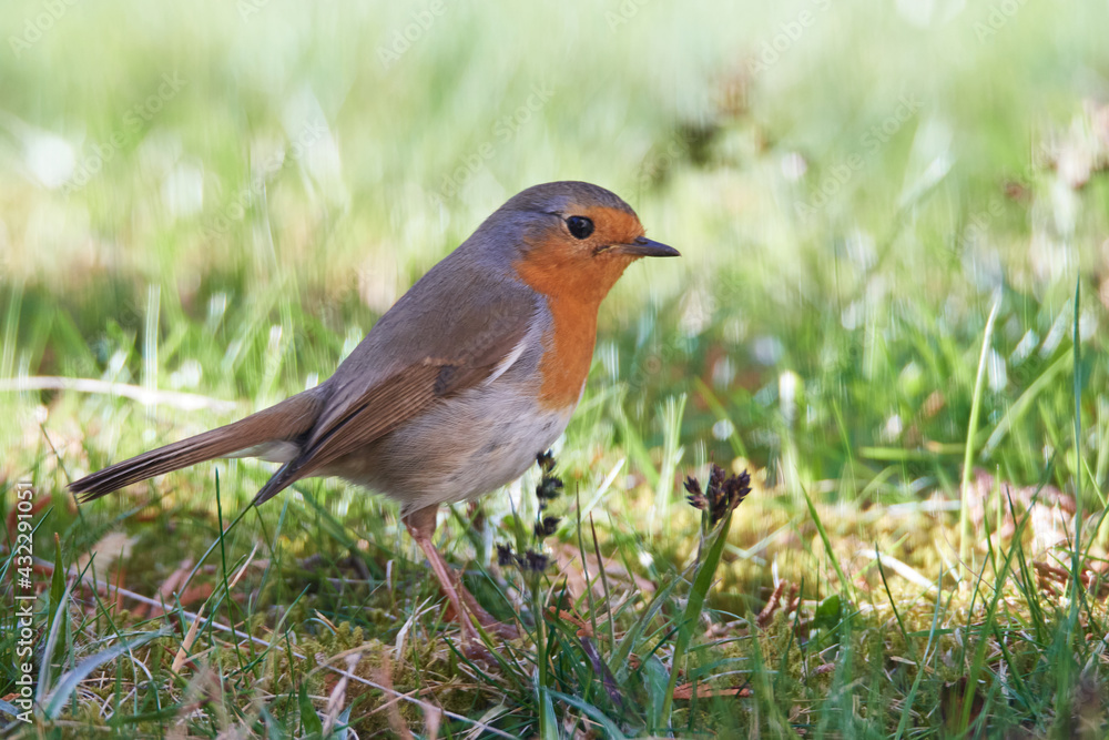 Rotkehlchen (Erithacus rubecula) Vogel des Jahres 2021 Rotkehlchen (Erithacus rubecula) Vogel des Jahres 2021