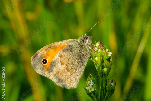 Coenonympha pamphilus photo