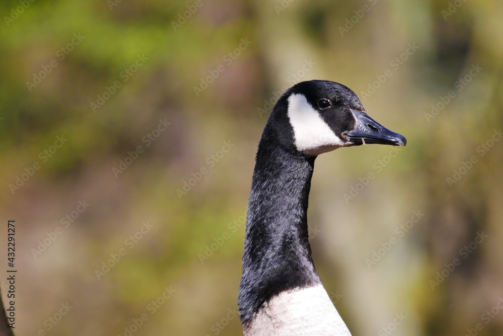 portrait of a canada goose with shiny plumage in the sunlight against a beautiful bokeh of a spring forest portrait of a canada goose with shiny plumage in the sunlight against a beautiful bokeh of a spring forest