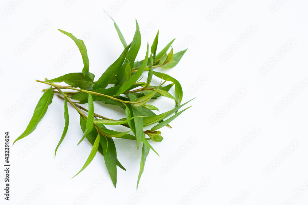 Fototapeta premium Vietnamese coriander leaves on white background.