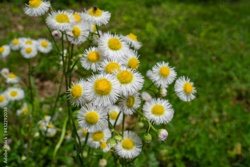 Fototapeta premium 満開のハルジオンの花