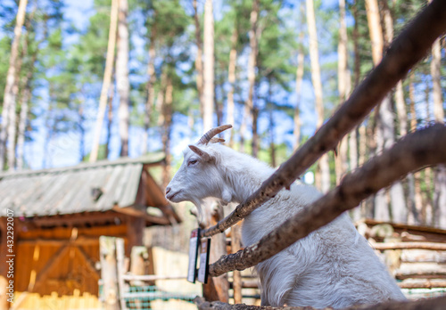 A horned goat looks out through a wooden fence. The animal begs for food from visitors. Rural corner.