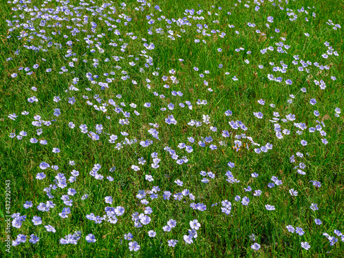 Flowering flax field. Field of blooming blue flax  close-up