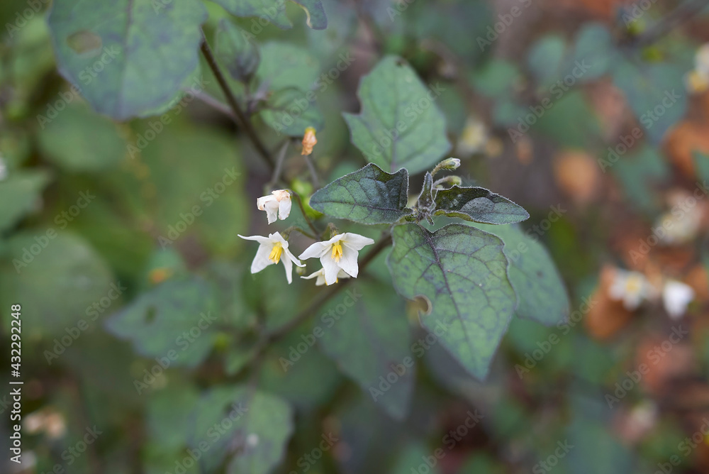 Solanum nigrum Stock Photo Adobe Stock