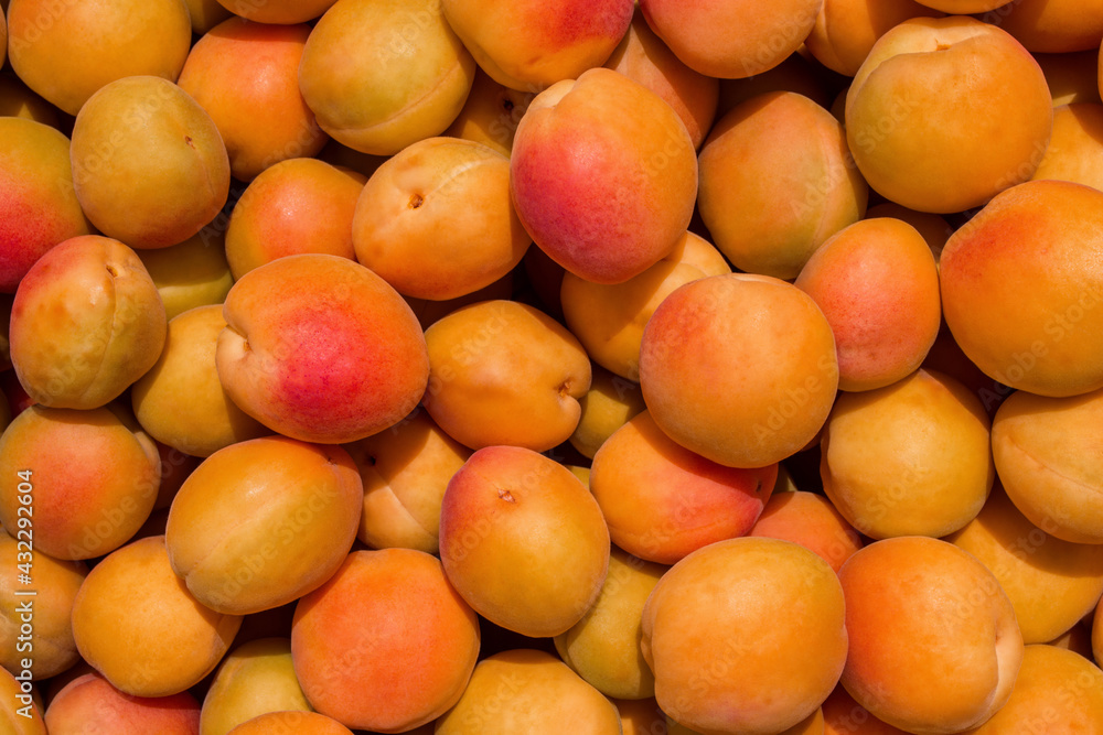 An orchard. Ripe apricots (Latin: Prunus armeniaca). Background / texture of juicy, fresh apricots.