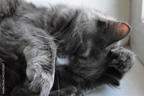 Cute gray kitty washes her face lying on the white windowsill.