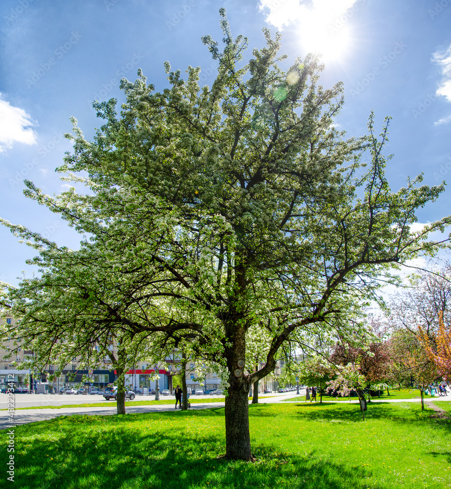 Obraz premium Blooming trees in the spring outdoors in the park landscape, magnolia, sakura, cherry, apple tree 