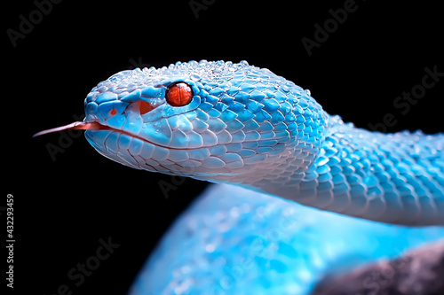 Canvas Print Exotic blue insularis viper venomous snake isolated close up in dark black backg