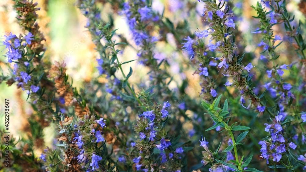 Obraz premium Purple lavender flowers on the field.