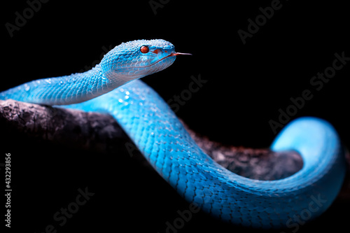 Exotic blue insularis viper venomous snake isolated close up in dark black background