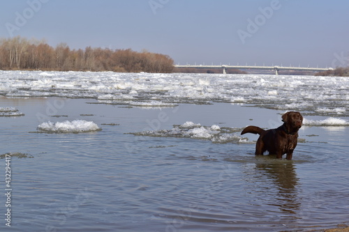 Early spring. Happy Labrador swims in the river during the ice drift.