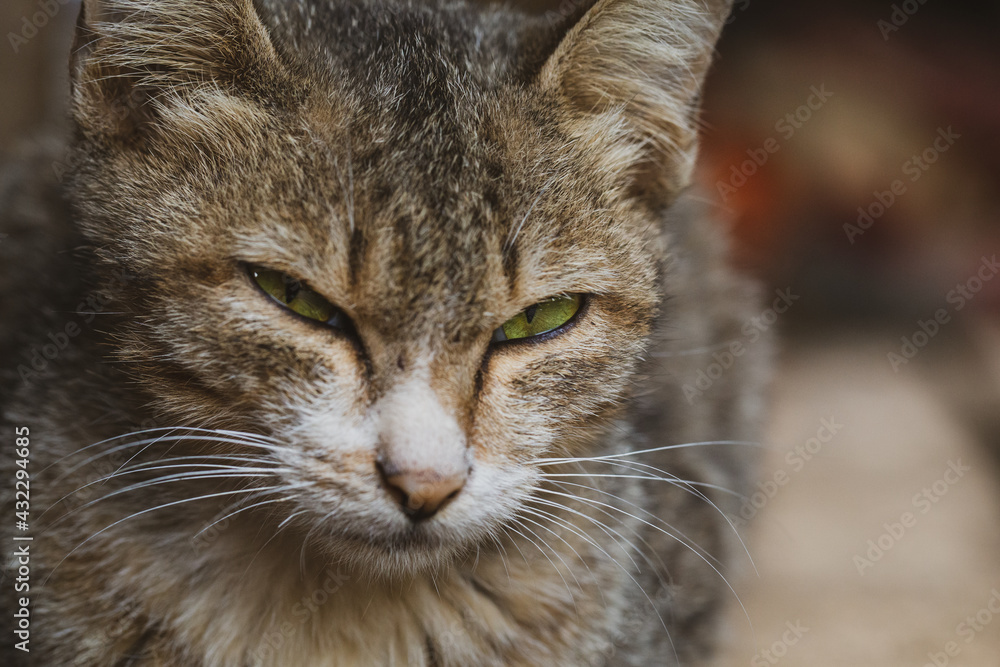 close up portrait of a cat. cat eyes