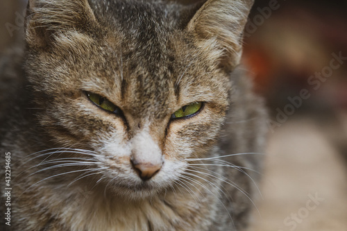 close up portrait of a cat. cat eyes © SLIDER