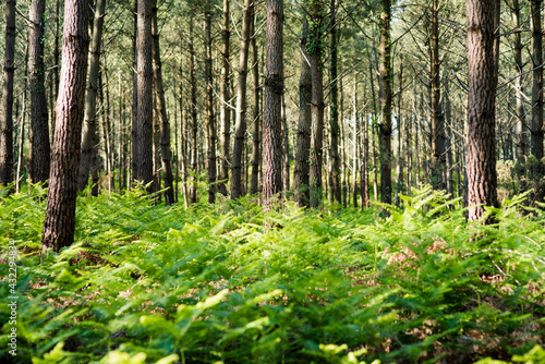 Beautiful landscape of the Landes forest in the south west of France