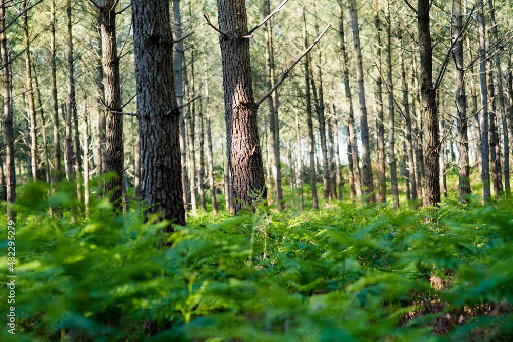 Beautiful landscape of the Landes forest in the south west of France Beautiful landscape of the Landes forest in the south west of France