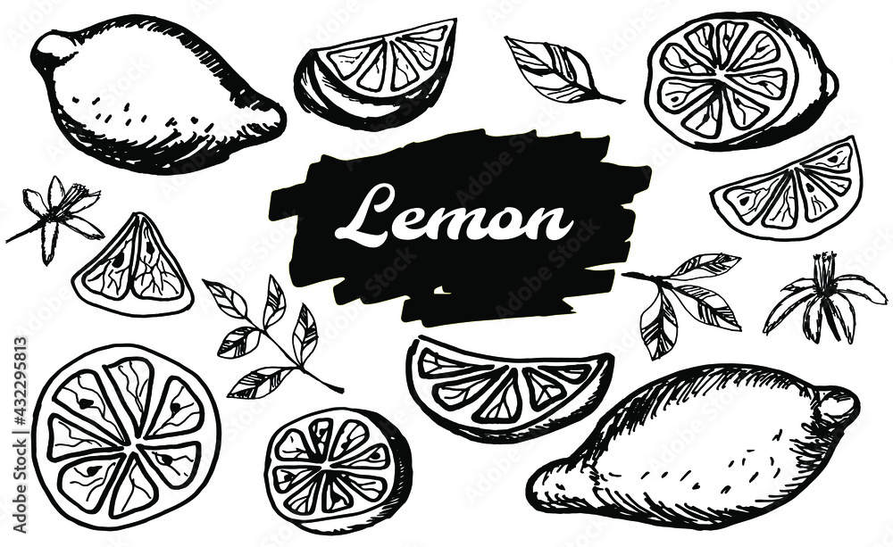 Hand drawn lemon. Doodle citrus slices, blossom and fruits, lemon and lime outline sketch for juice labels. Vector  illustration summer food set