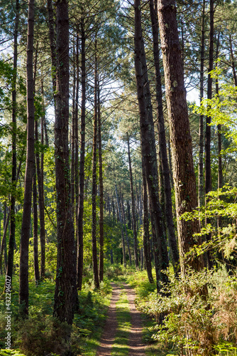 Beautiful landscape of the Landes forest in the south west of France © Image'in