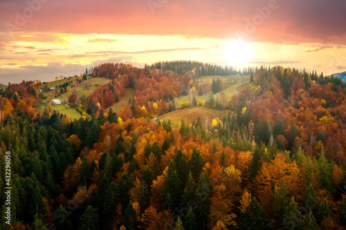 Aerial view of high mountain hills covered with dense yellow forest and green spruce trees in autumn.