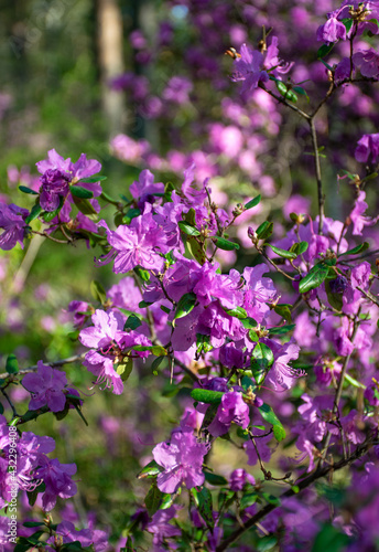 Pink flowers in the forest. Rhododendron ledebourii.