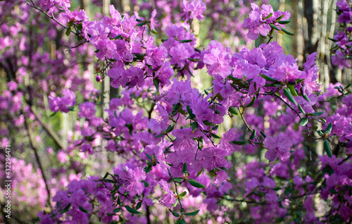 Pink flowers in the forest. Rhododendron ledebourii.