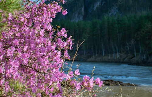 Pink flowers in the forest near the mountain river. Rhododendron ledebourii.