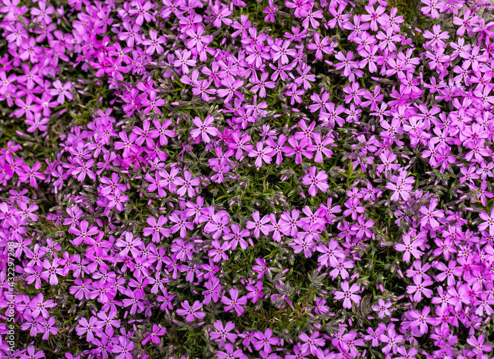 lilac aubrieta deltoidea flowers in the summer garden. lilac aubrieta deltoidea flowers in the summer garden.