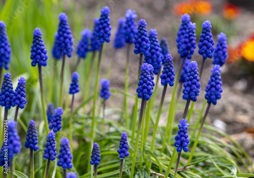 Grape Hyacinth Muscari Armeniacum Flowering In Early Spring.