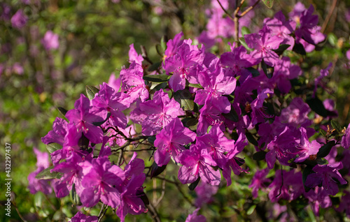Pink flowers in the forest. Rhododendron ledebourii.