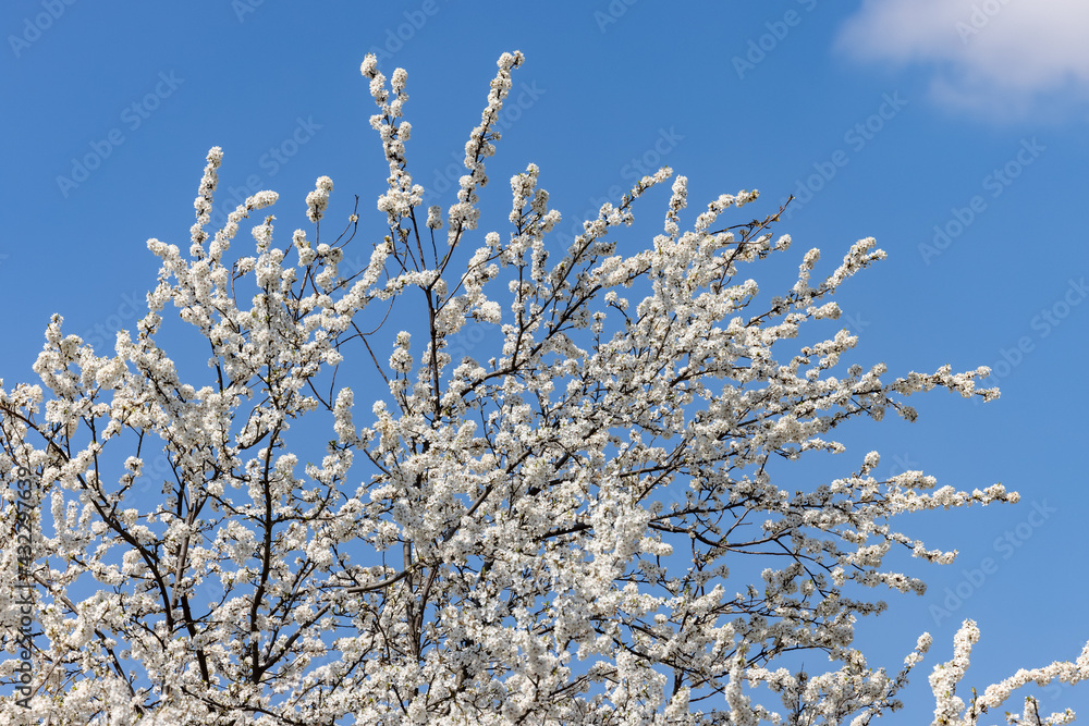Beautifully flowering plum trees in the orchard Beautifully flowering plum trees in the orchard
