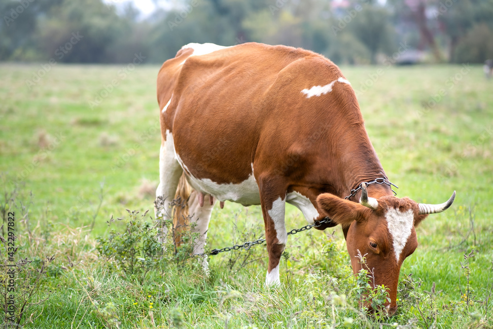 Brown milk cow grazing on green grass at farm grassland. Brown milk cow grazing on green grass at farm grassland.