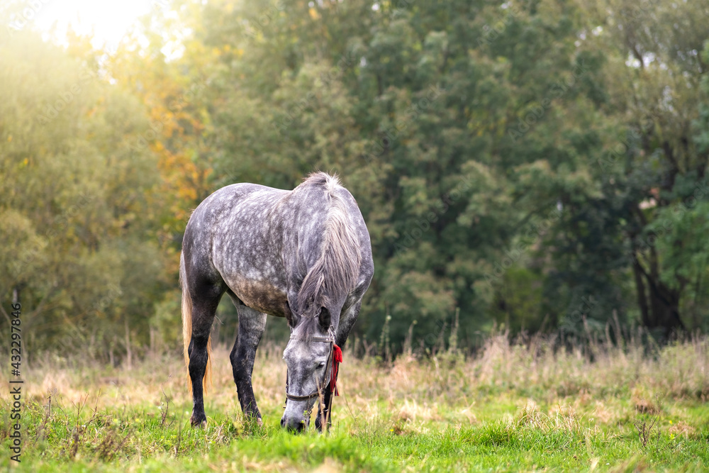 Obraz premium Beautiful gray horse grazing in summer field. Green pasture with feeding farm stallion.