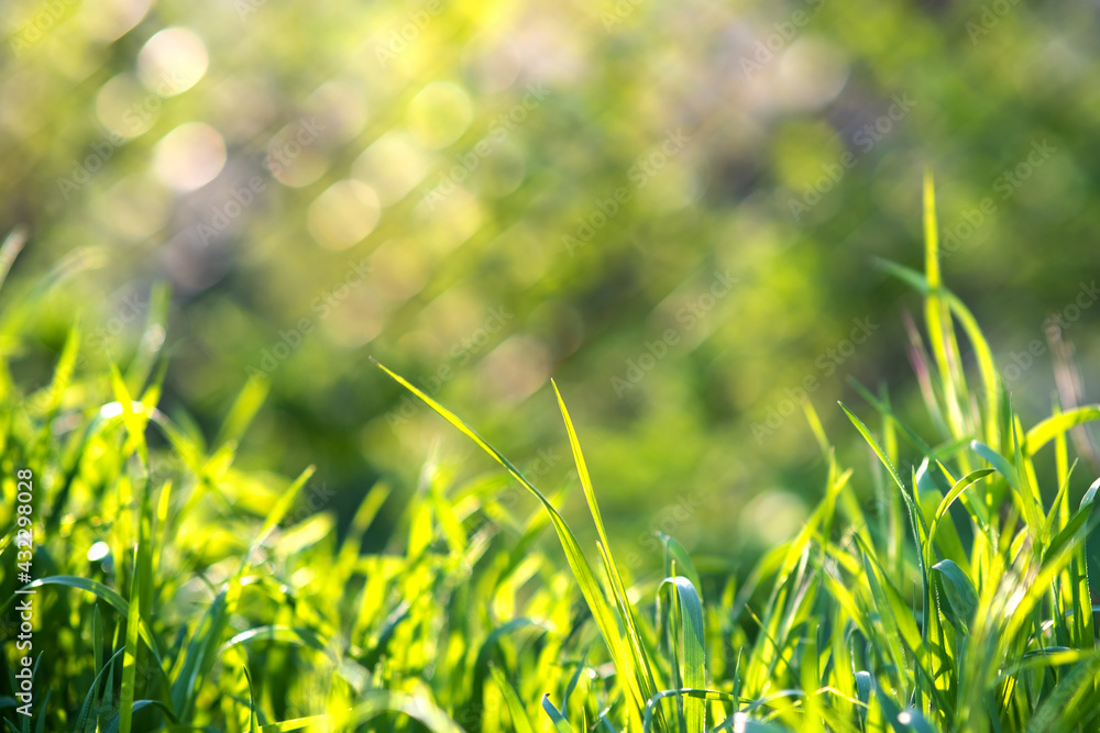 Closeup of green grass stems on summer lawn.