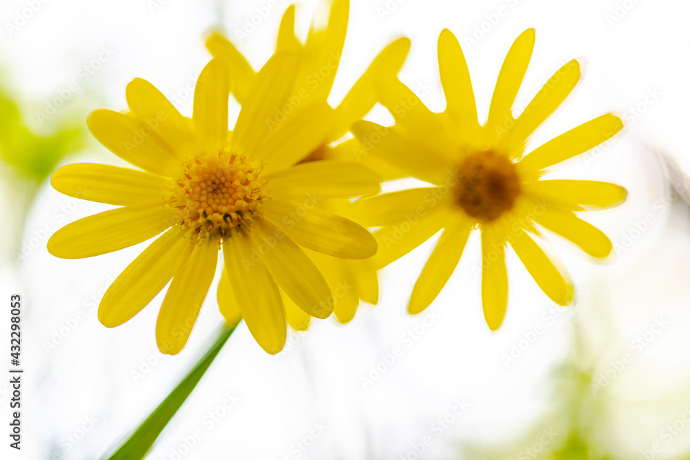 Obraz premium yellow daisies, macro photo. white background.