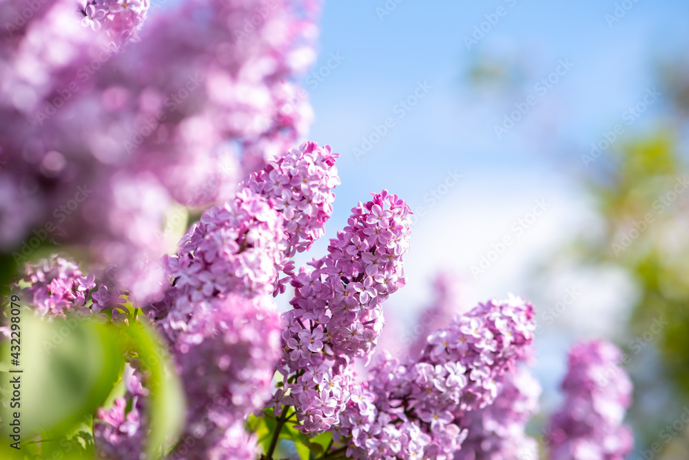 Fototapeta premium Violet vibrant lilac bush with blooming buds in spring garden.