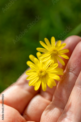 Close-up photo of yellow daisy between fingers of human hand.