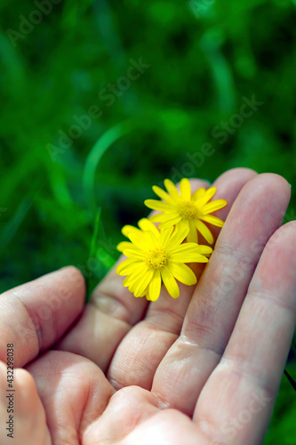 Close-up photo of yellow daisy between fingers of human hand.