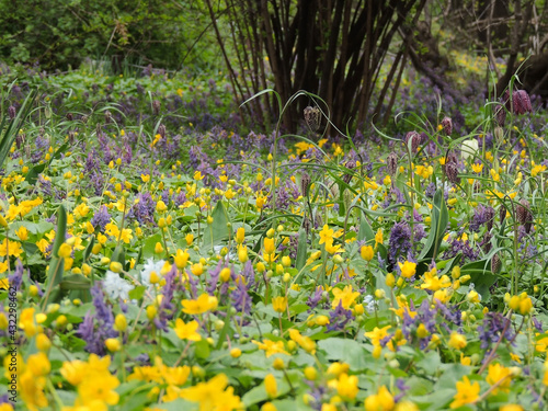 Colorful flower meadow in the park 