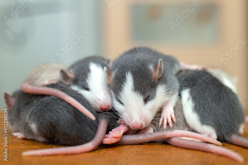 Many small funny baby rats warming together one on top of another. © bilanol