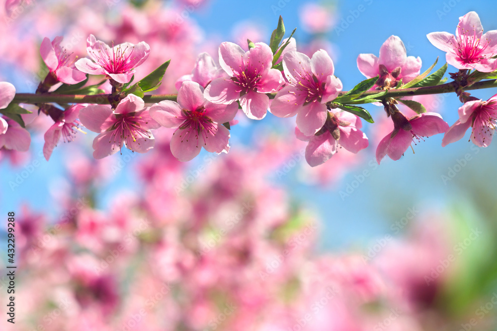 Blooming sakura tree, pink flowers cherry on twig in garden in a spring day on background blue sky Blooming sakura tree, pink flowers cherry on twig in garden in a spring day on background blue sky