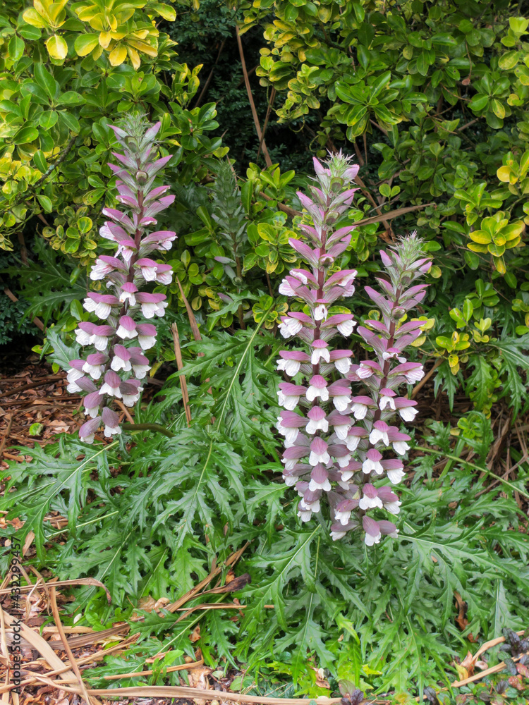 Prickly Acanthus (Acanthis spinosus) Prickly Acanthus (Acanthis spinosus)