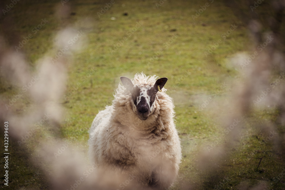Obraz premium Sheep and lambs on a welsh farm
