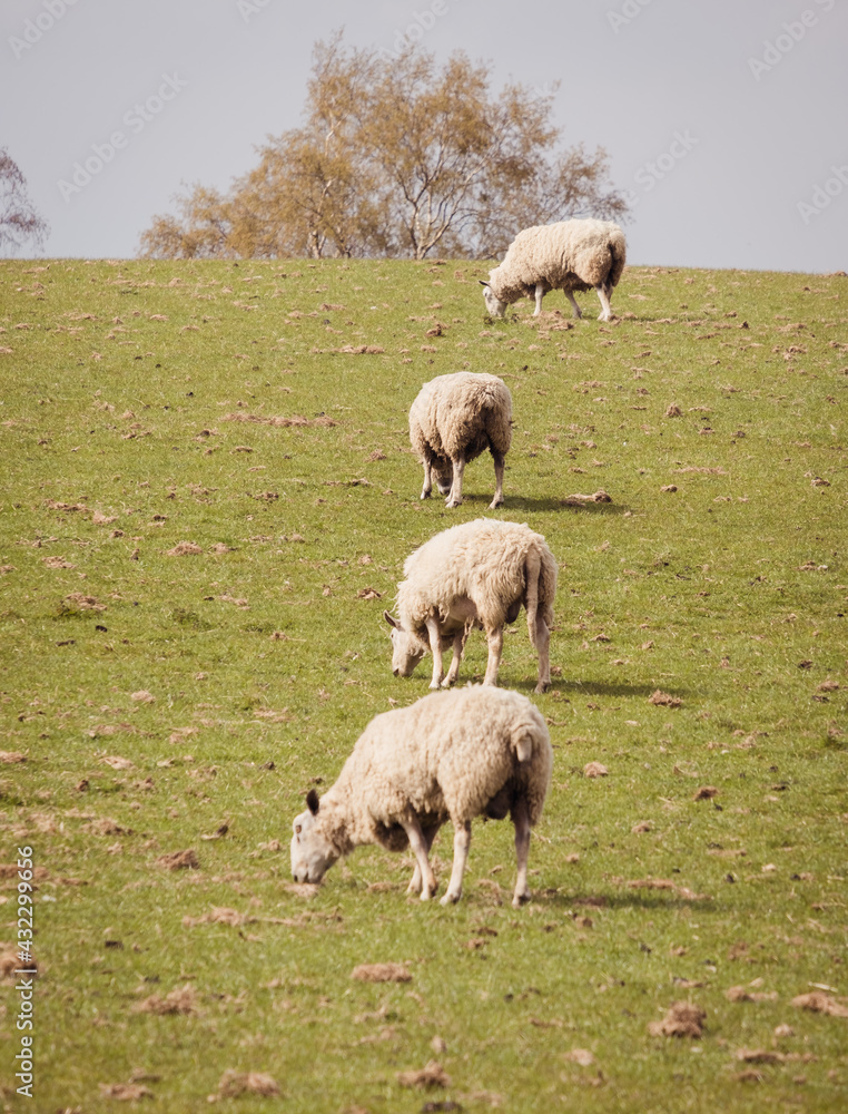 Sheep and lambs on a welsh farm Sheep and lambs on a welsh farm