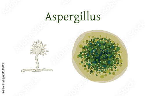 Aspergillus mold vector illustration isolated on white background.