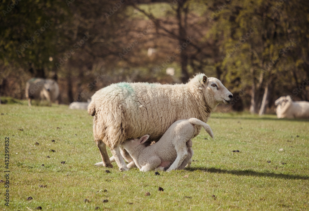 Sheep and lambs on a welsh farm Sheep and lambs on a welsh farm