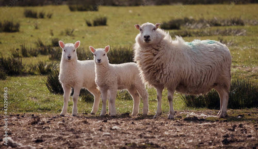 Obraz premium Sheep and lambs on a welsh farm