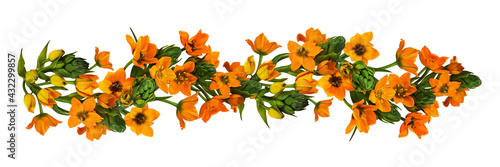 Orange ornithogalum flowers...