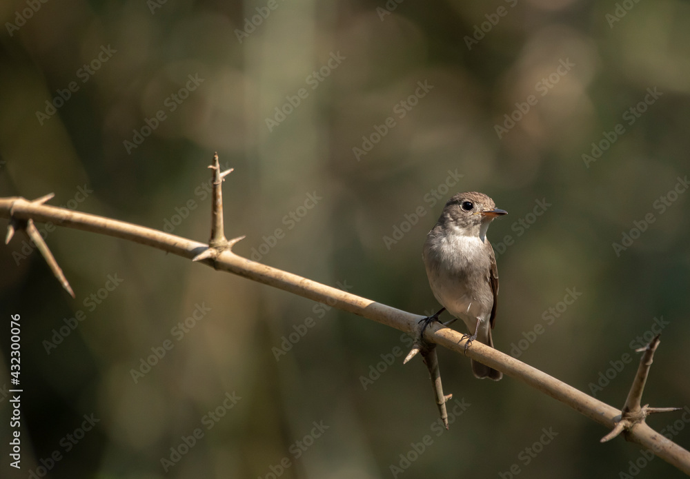 Fototapeta premium Asian Brown Flycatcher on branch