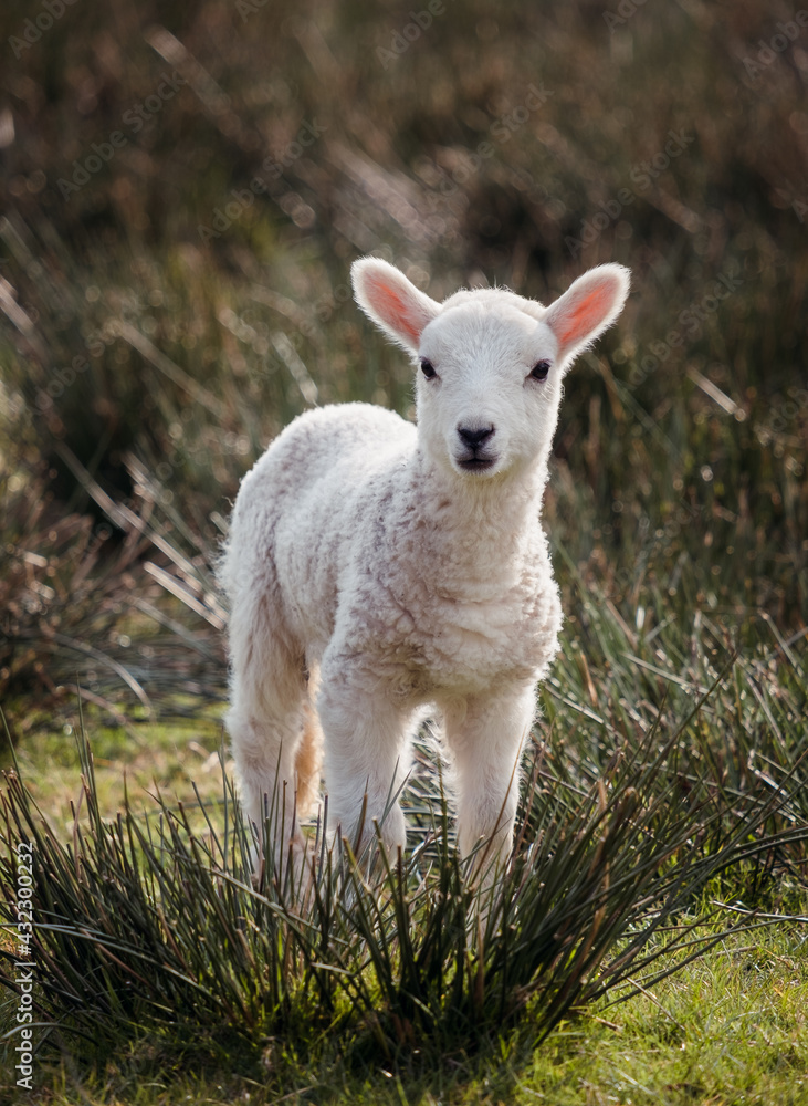 Sheep and lambs on a welsh farm Sheep and lambs on a welsh farm