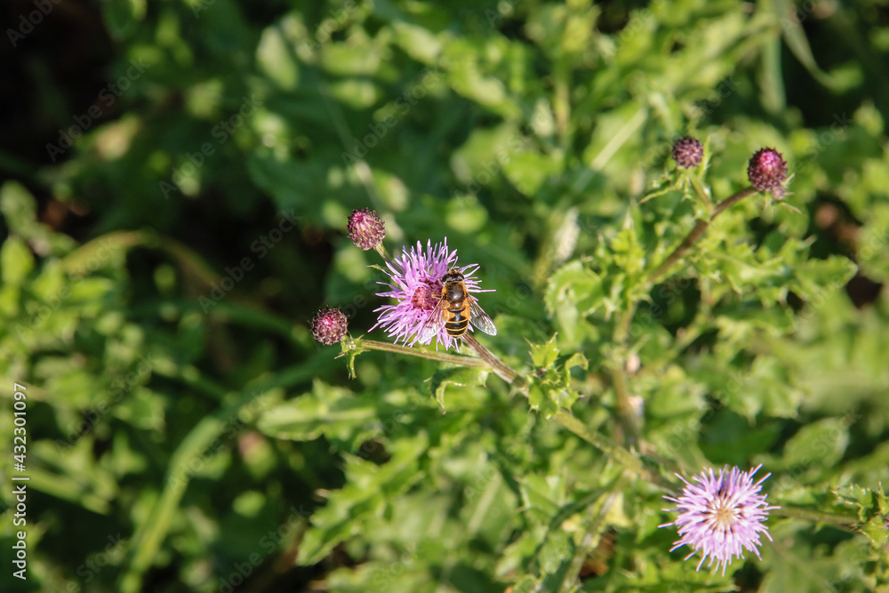 Wasp on rose thistle in the middle a green place in the garden Wasp on rose thistle in the middle a green place in the garden