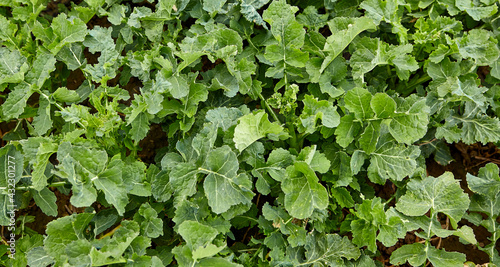 Obraz na plátne Crop field against the blue spring sky.
